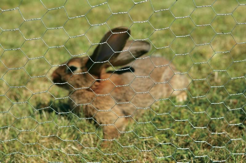 GRILLAGE TTX GALVA AF 25 X 0.8 - ROULEAU DE 1 X 50 M