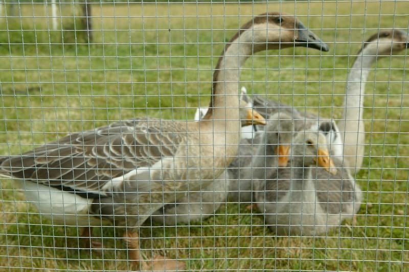 GRILLAGE SOUDE ARAVIS GALVA 19 X 19 X 14 X 1 M - ROULEAU 25 M