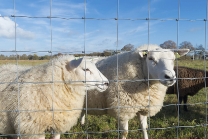 Grillage noué GALVAFIELD Ht 1,40 m Galva - Fil 1,7/2 mm - Rouleau 50 ml